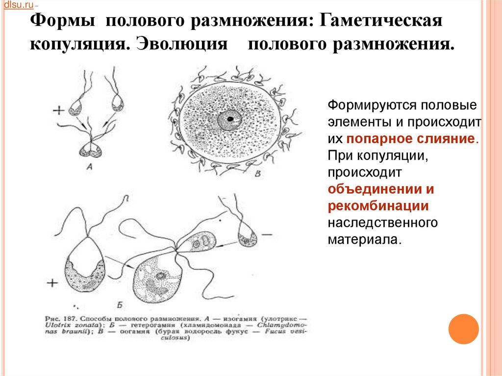 Размножение и индивидуальное развитие. Половое размножение копуляция. Эволюция полового размножения. Эволюция форм полового процесса. Гаметическая копуляция.