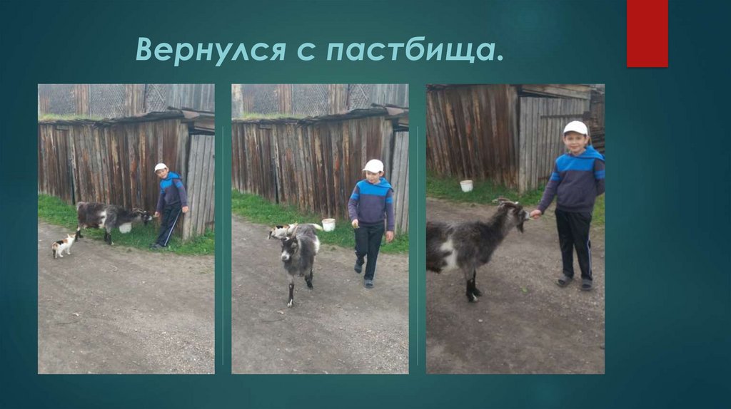 Вернулся с пастбища.