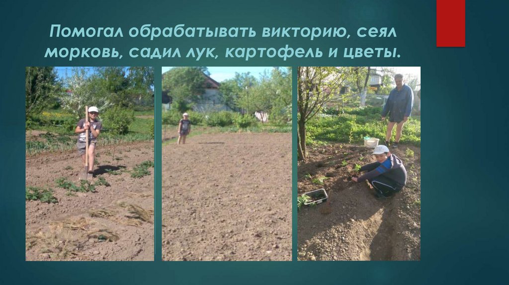 Помогал обрабатывать викторию, сеял морковь, садил лук, картофель и цветы.