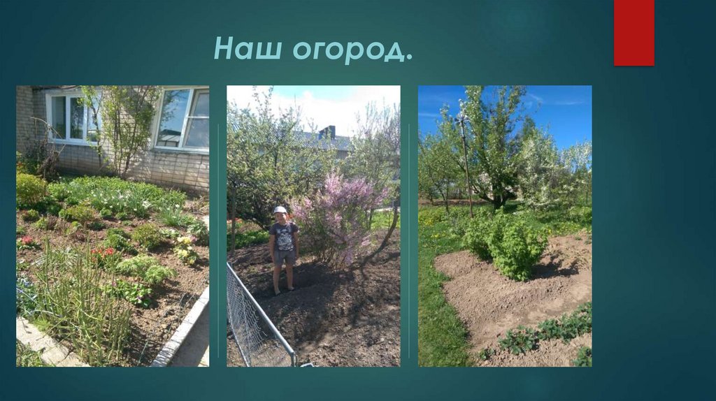 Наш огород.