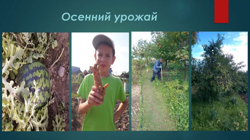 Осенний урожай