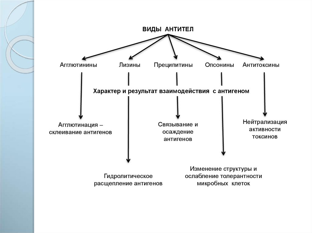 Прикладная иммунология презентация