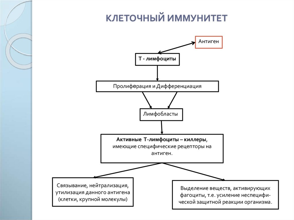 Создатель клеточного иммунитета