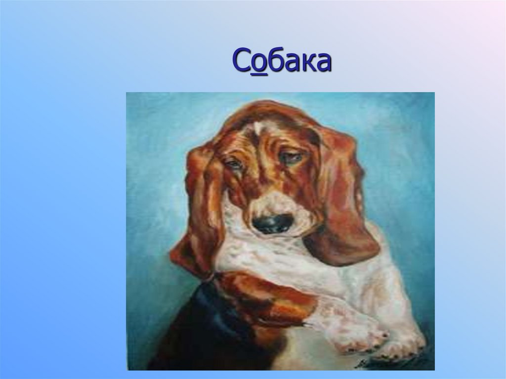 Собака