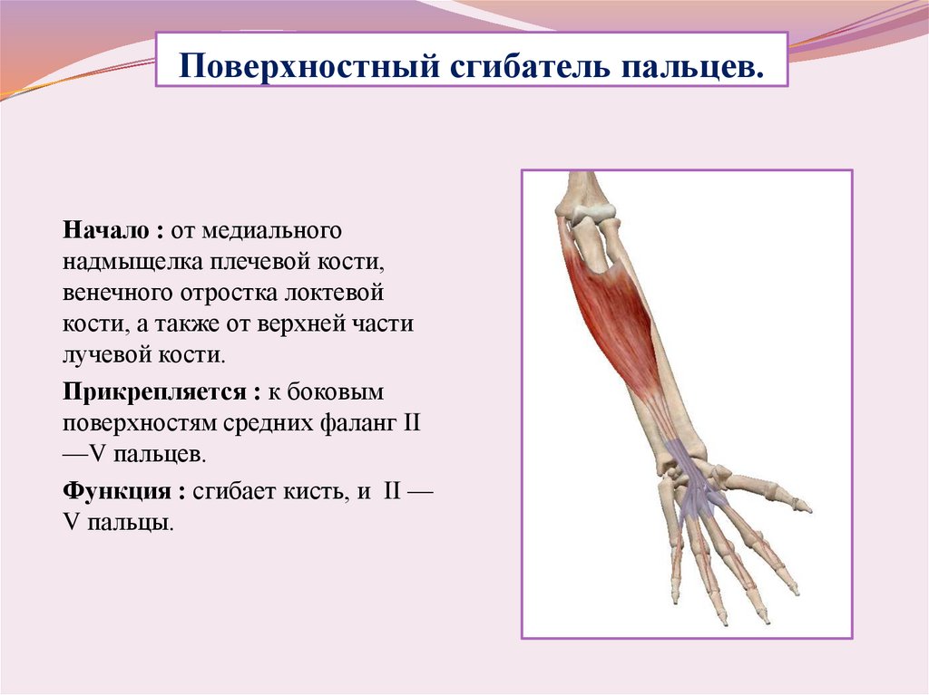 Локтевой сгибатель запястья