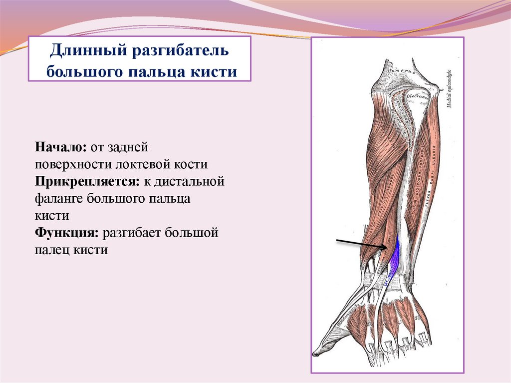 Разгибатели кисти