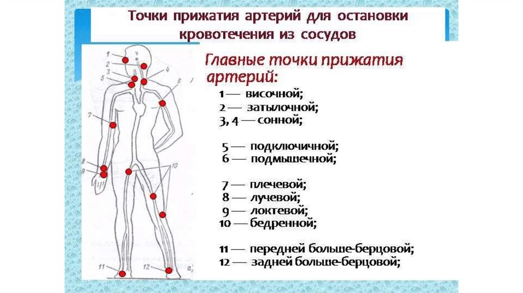 Покажите на рисунке из учебного пособия точки прижатия важнейших артерий сонной