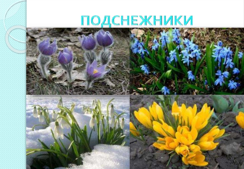 ПОДСНЕЖНИКИ