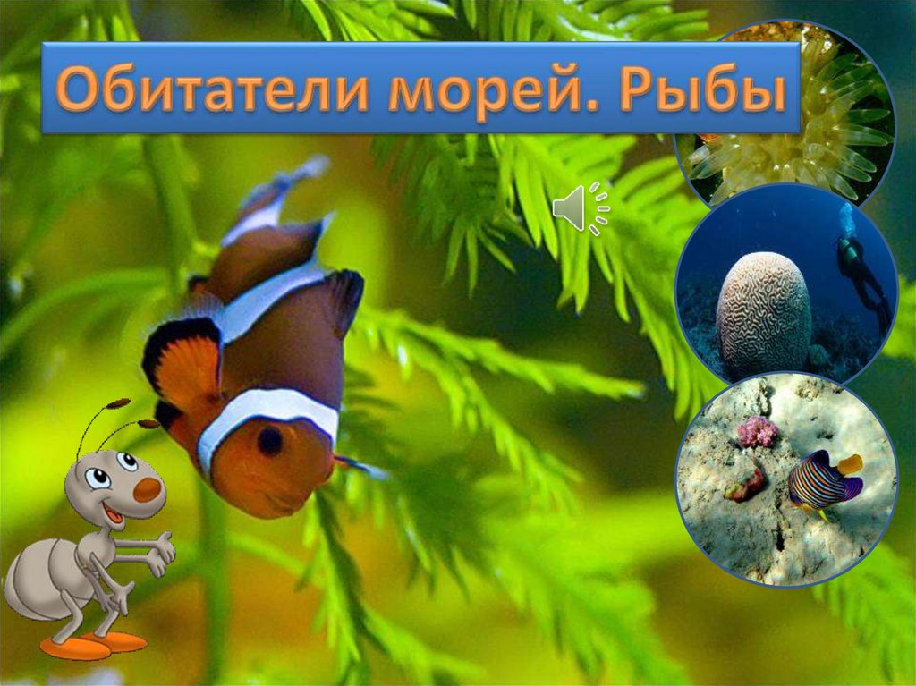 Презентация морские обитатели для дошкольников