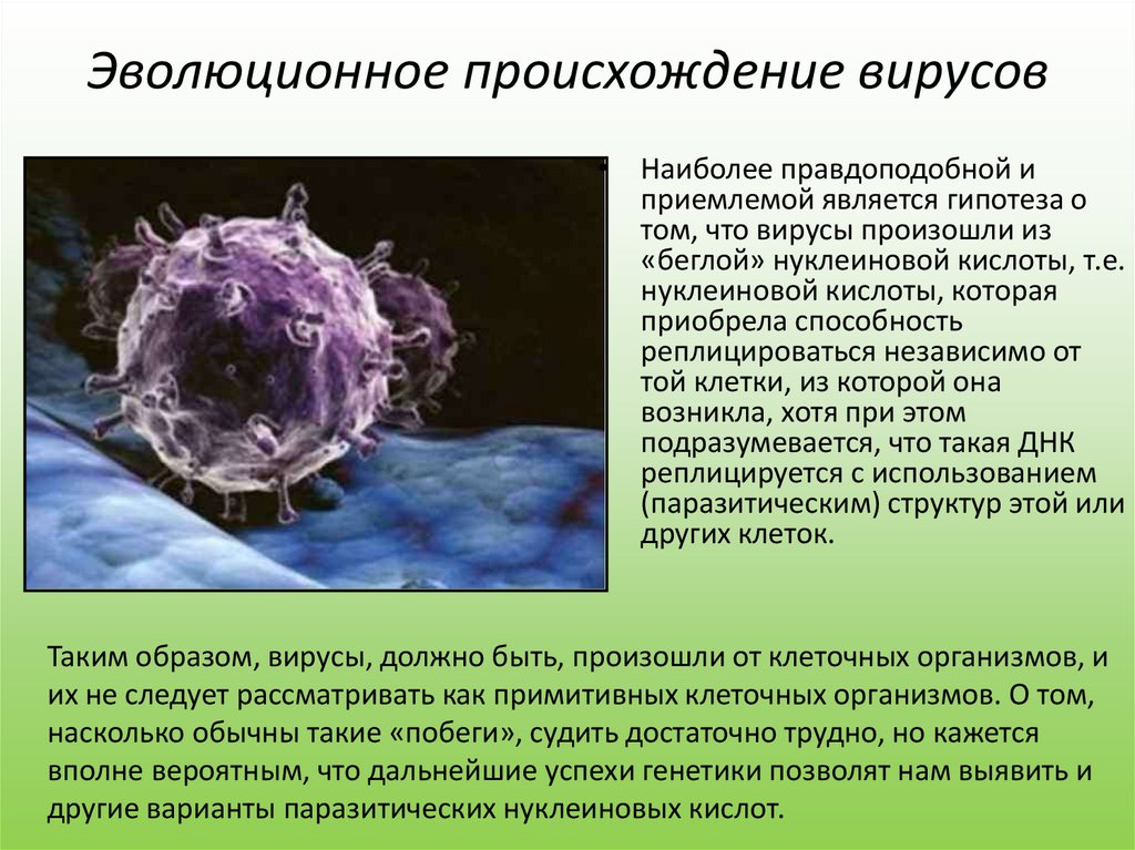 Вирус является формой жизни. Вирусы Эволюция происхождение. Гипотезы происхождения вирусов. Происхождение вирусов биология. Появление вирусов.