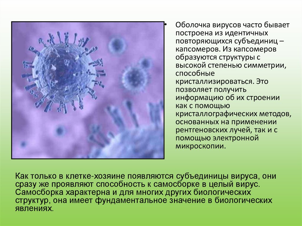 Наличие вирусов. Вирусы вне клетки. Оболочка вируса. Оболочечные вирусы. Способность кристаллизоваться у вирусов.