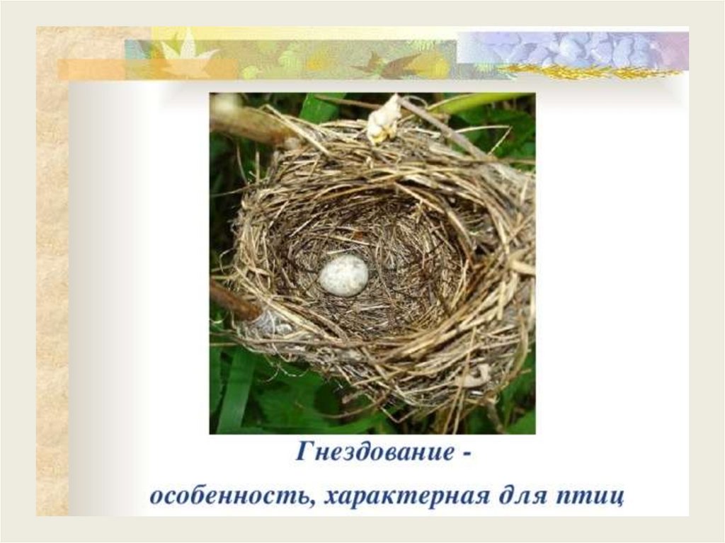 Разрушение гнезда птиц. Строительство гнезда. Материал для строительства гнезда. Птица охраняет гнездо.