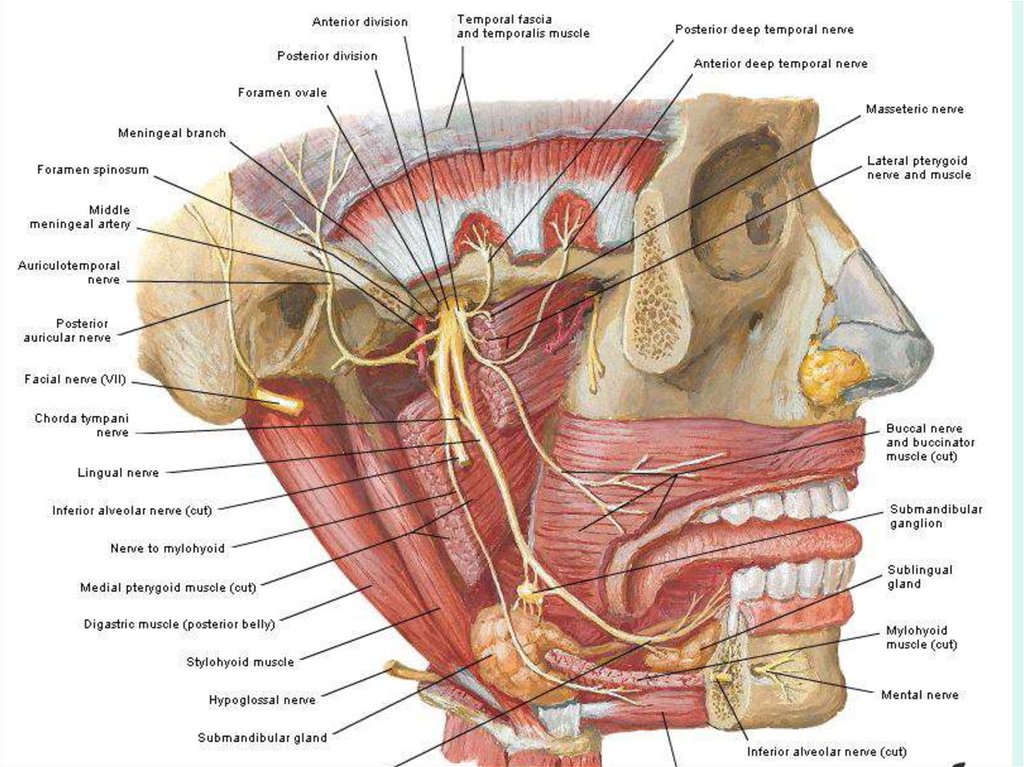 Височный нерв. Язычный нерв анатомия. Ушно-височный нерв анатомия. Нижнечелюстной нерв анатомия.