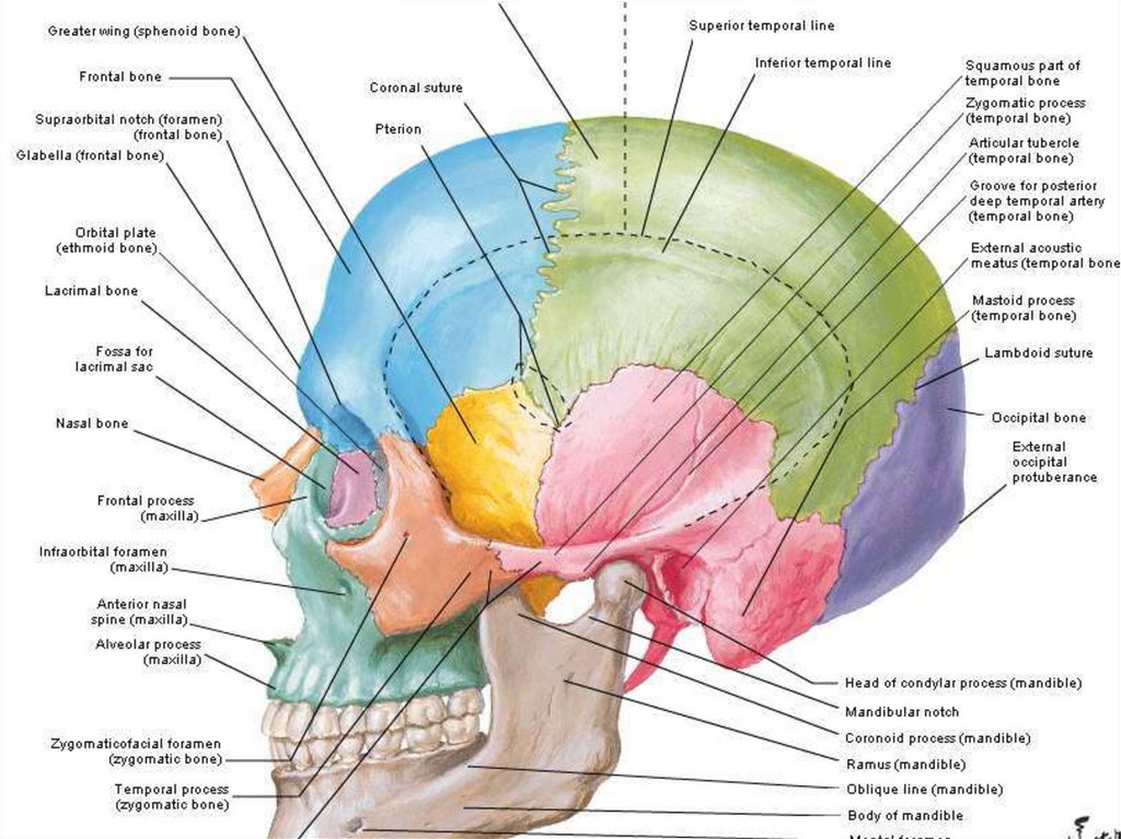 Orientări în anatomie:puncte,axe,planuri anatomice. Introducere in