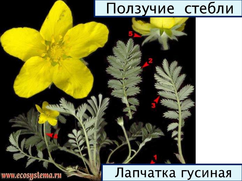 Ползучий стебель. Лапчатка гусиная стебель. Лапчатка гусиная строение. Лапчатка гусиная ползучий стебель. Стебель ползучий (лапчатка лапчатка гусиная ).