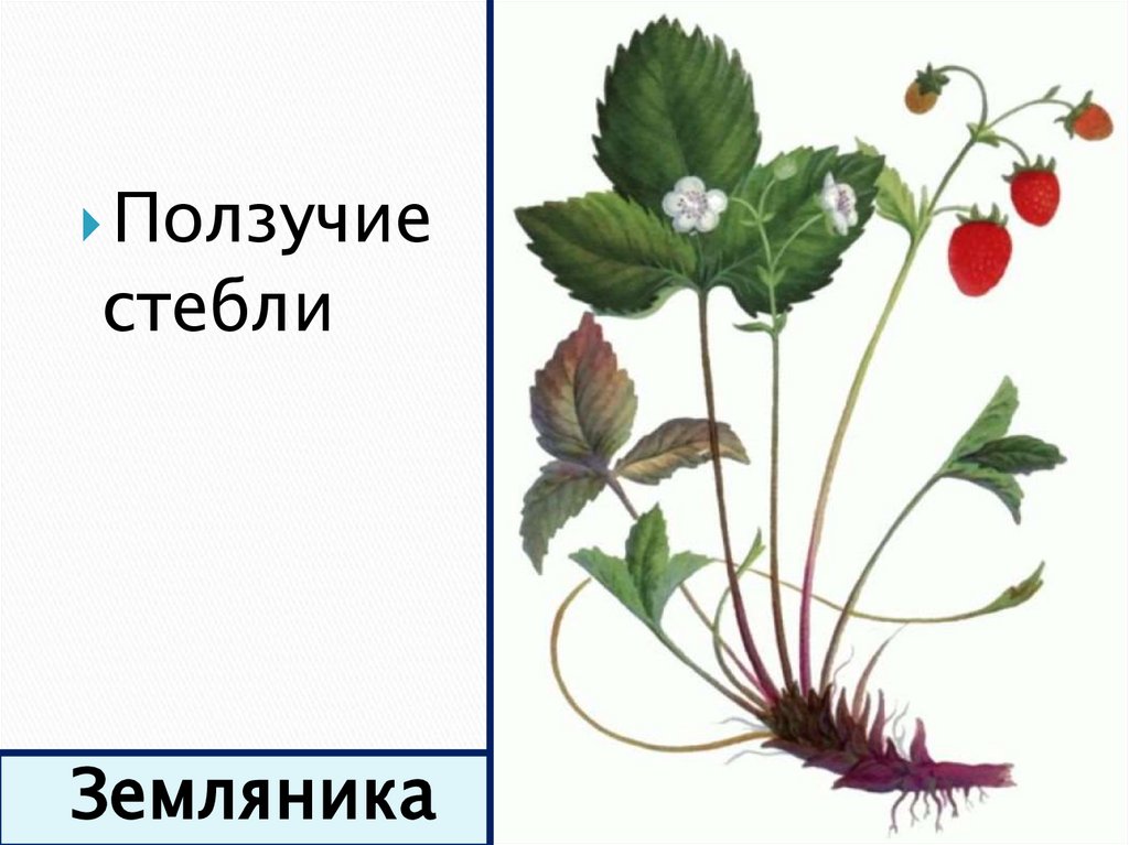 Земляника рисунок биология