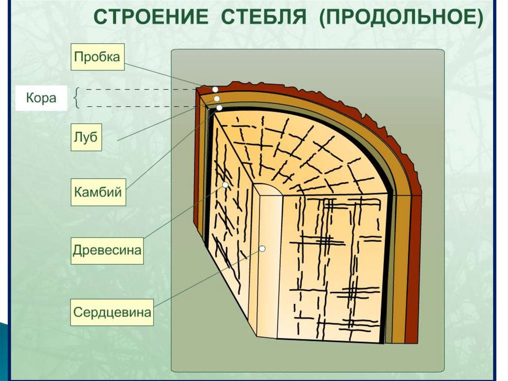 Какой буквой на рисунке обозначен камбий