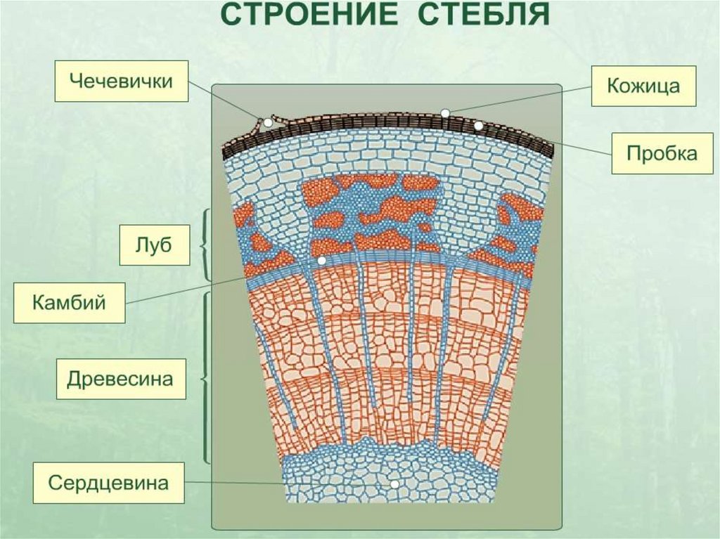 Внутреннее строение стебля кустарника. Часть поперечного среза стебля трехлетнего побега липы. Части поперечного среза стебля. Часть поперечного среза стебля трехлетнего побега липы рисунок. Внутренние строение стебля рис.