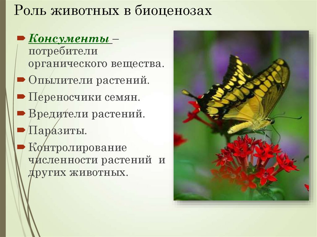 Роль животных в биоценозах