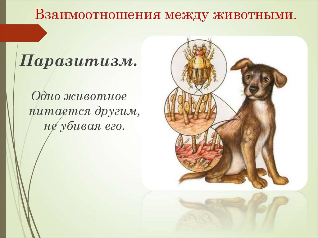 Взаимоотношения между животными.