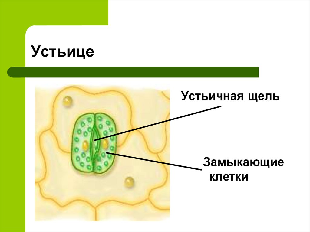 Устьица живые клетки. Строение листа замыкающие клетки. Клеточное строение устьица. Строение клетки устьичная щель. Клетки кожицы , замыкающие клетки устьичная щель.