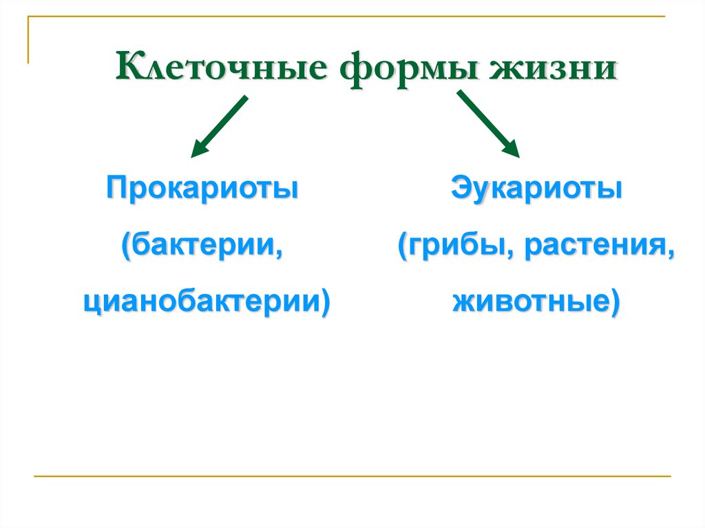 Клеточные формы жизни. Клеточные формы жизни 9 класс. Формы жизни клеточные эукариоты и. Представители клеточной формы жизни.