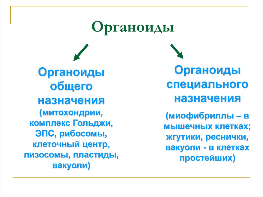 Специальные клетки. Строение клетки органоиды общего назначения. Органеллы специального назначения клеток. Органоиды общего и специального назначения. Органоиды специального назначения строение и функции.