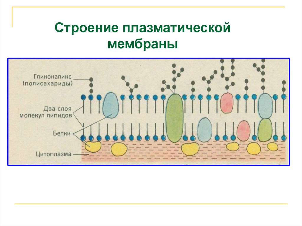 Мембрана клеток включает. Структура клетки плазматическая мембрана. Строение плазматической мембраны клетки. Схема строения плазматической мембраны клетки. Строение плазматической мембраны клетки рисунок.