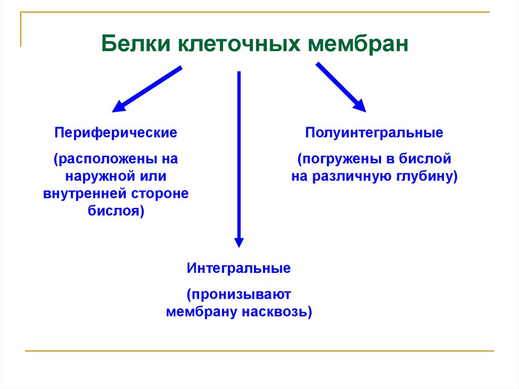 Белки мембраны клетки. Функции периферических белков мембраны. Функции интегральных мембранных белков. Классификация белков мембраны. Мембранные белки класс.