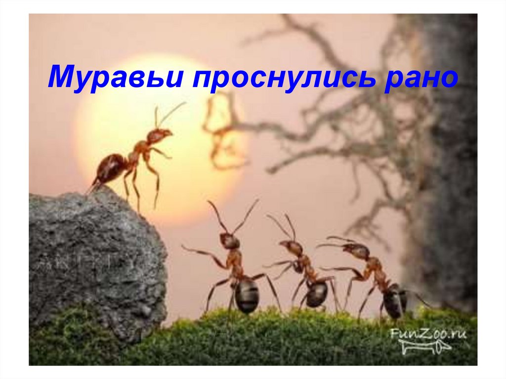 Муравьи проснулись рано