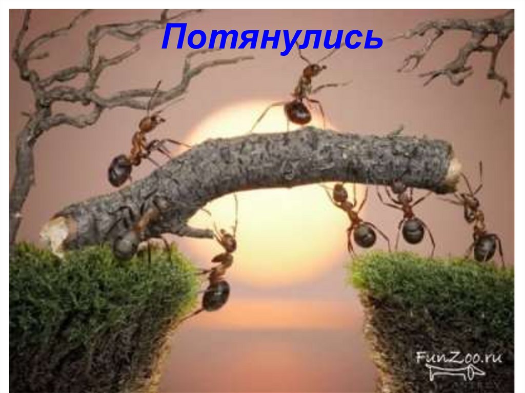 Потянулись