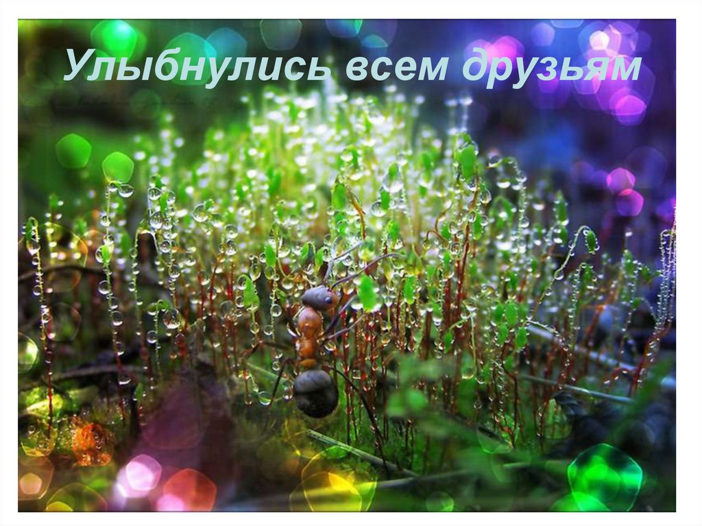 Улыбнулись всем друзьям