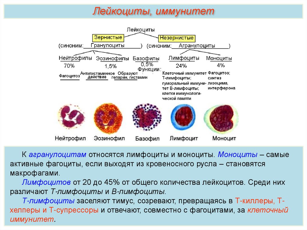 Лейкоциты крови способны. Функции лейкоцитов 8 класс биология. Лейкоциты в крови виды и функции. Лейкоциты функции место образования. Каково строение лейкоцитов.