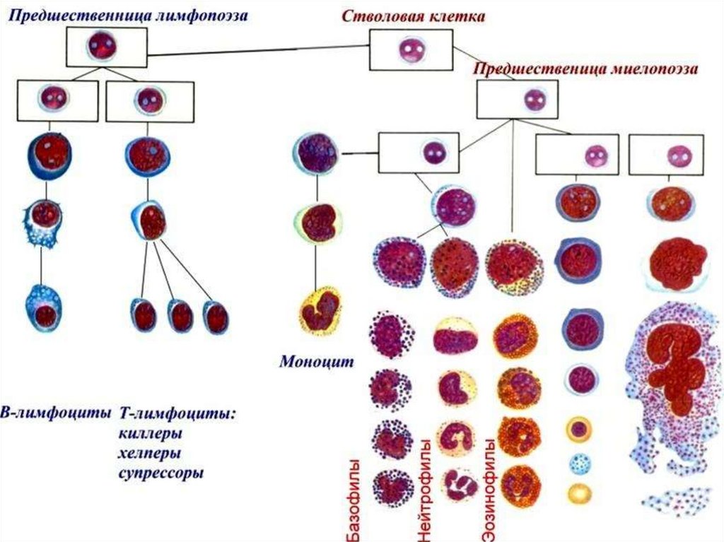 Деление клеток крови. Деление стволовой клетки схема. Формы лейкоцитов схема. Строение лейкоцитов схема. Клетки крови схема.