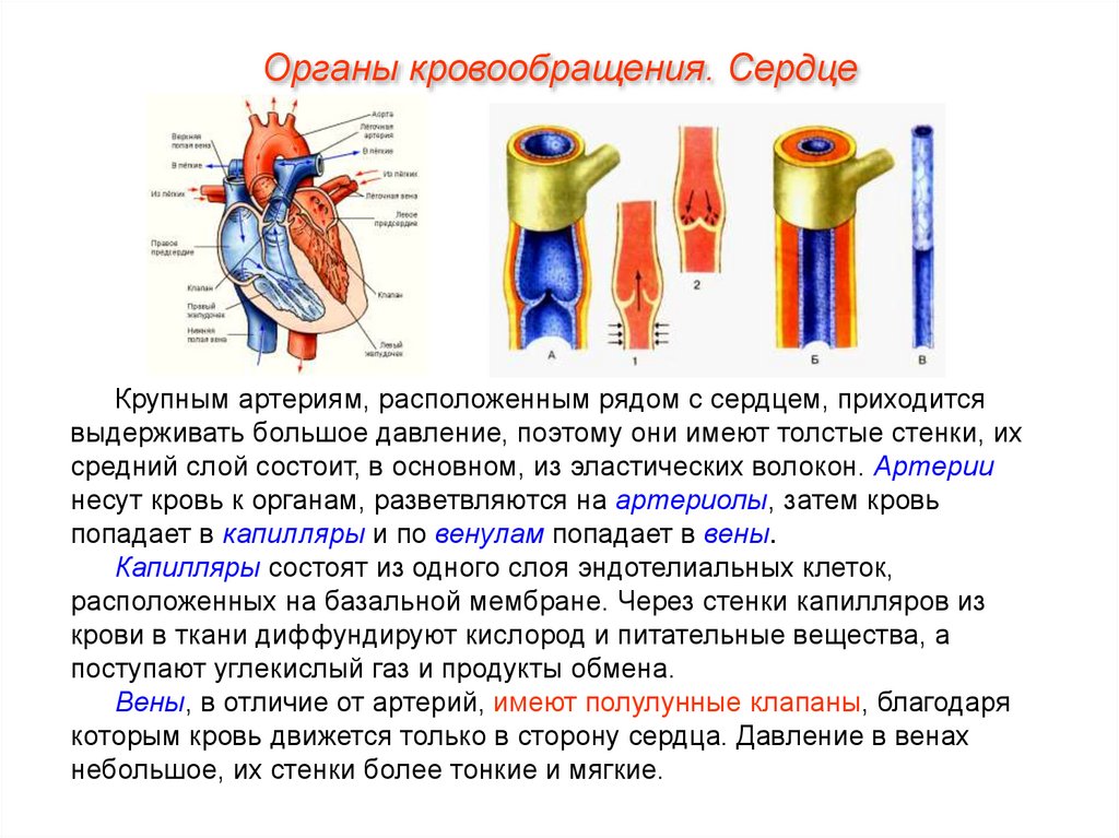 Обратный ток крови в венах. Строение стенки сосудов сердца. Артерии вены капилляры их строение. Артерии и крупные кровеносные сосуды. Клапаны артерий.