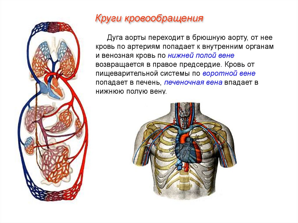 Система органов кровообращения болезни. Органы кровообращения цель урока.