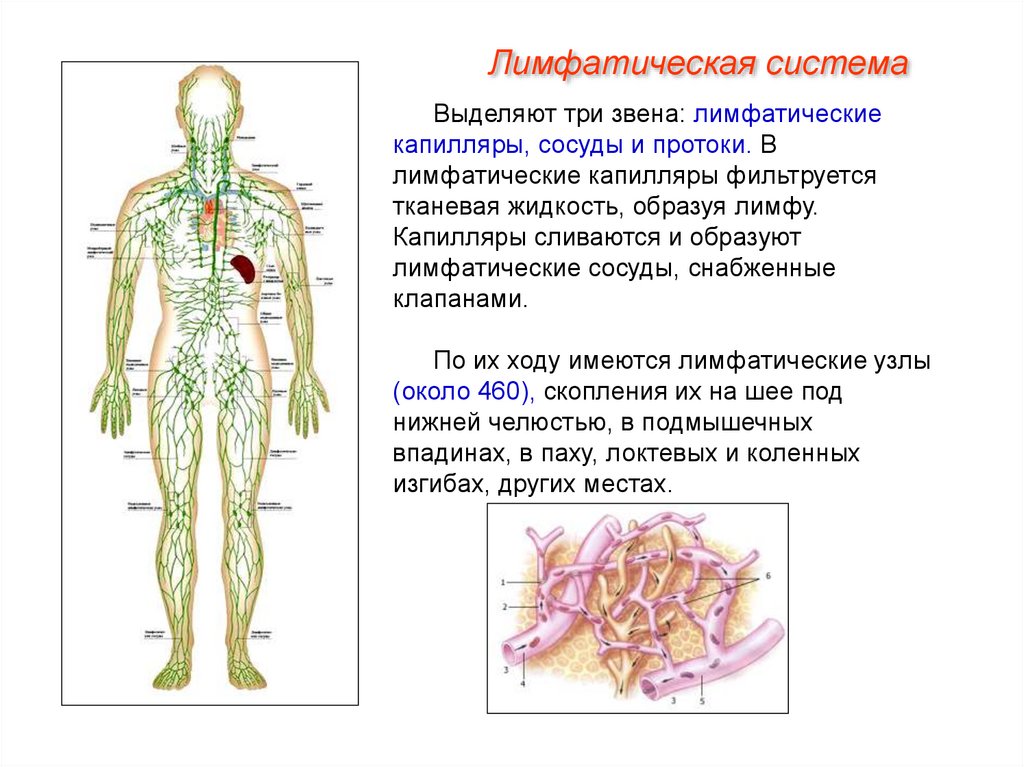 Лимфатическая система важнейшая. Лимфатические системы лимфатические узлы лимфатические сосуды. Строение сосудов лимфатической системы. Лимфатическая система сосуды капилляры. Функции лимфатической системы анатомия.