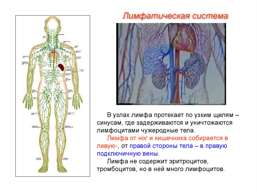 Куда оттекает. Лимфатические узлы лимфатической системы. Лимфоток человека схема. Лимфатическая система ног человека схема движения лимфы. Лимфатическая система с кровообращением.