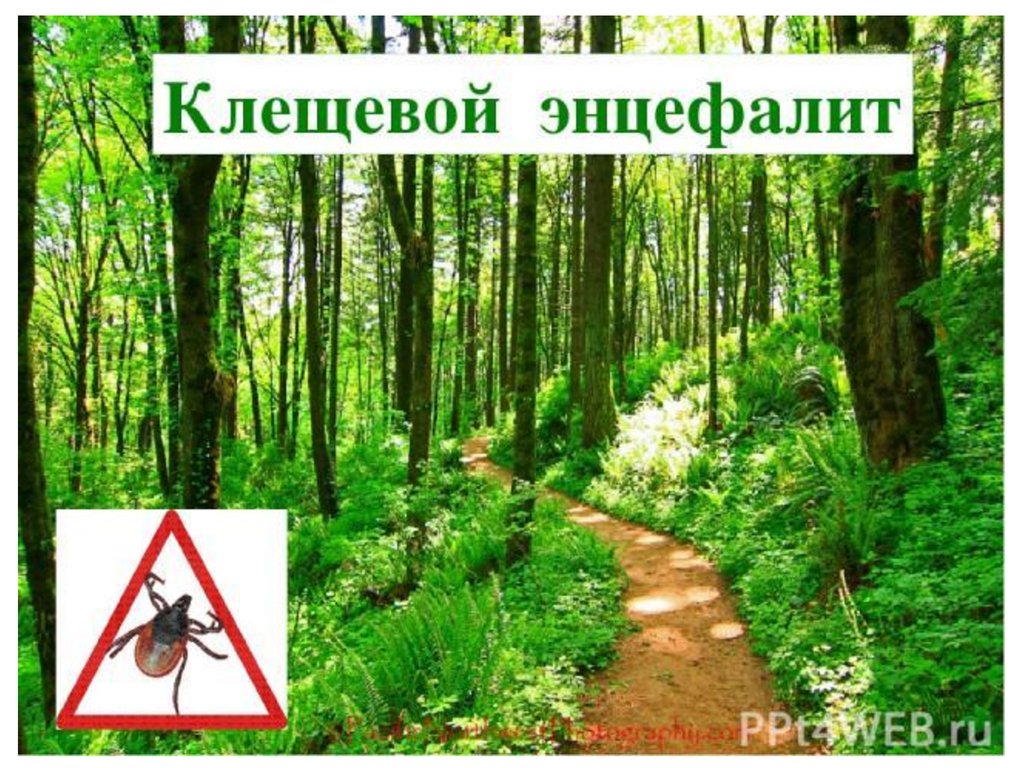 Клещевой энцефалит - презентация онлайн