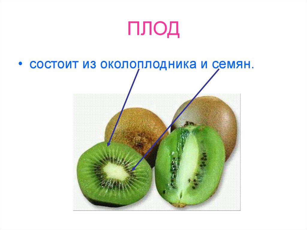 Строение плода околоплодник. Околоплодник это 6 класс. Околоплодник плод биология. Околоплодник это в биологии 6 класс. Плод состоит из околоплодника и семян.