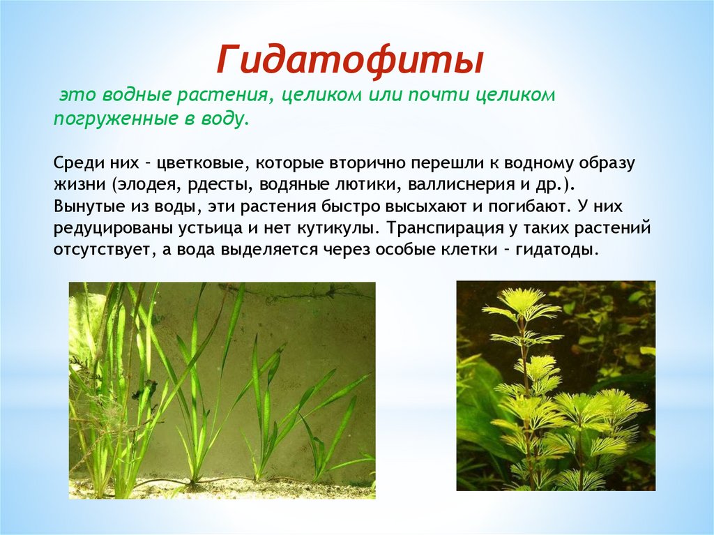 Листья водных растений имеют. Гидрофиты и Гидатофиты. Гидатофиты и гидрофиты таблица. Элодея рдест. Элодея гидатофит.