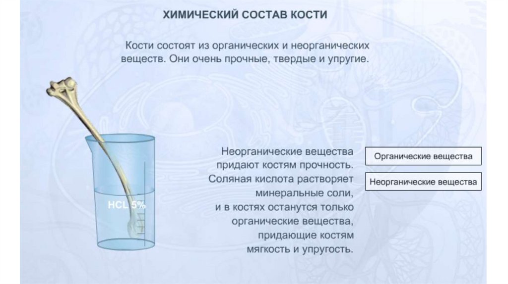 Химический состав костей. Какой химический состав костей. Строение и химический состав кости презентация.