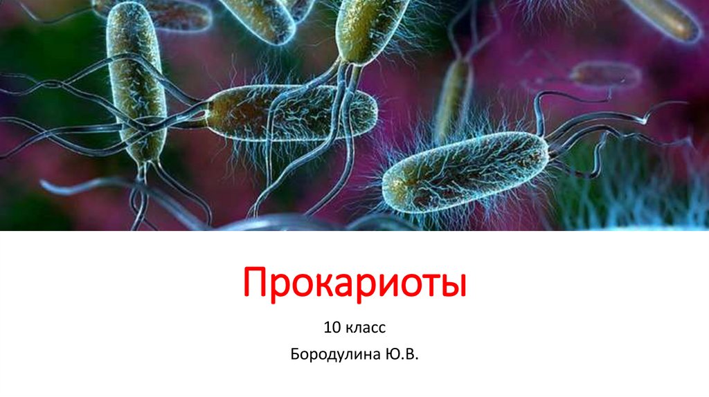 Прокариоты - презентация онлайн
