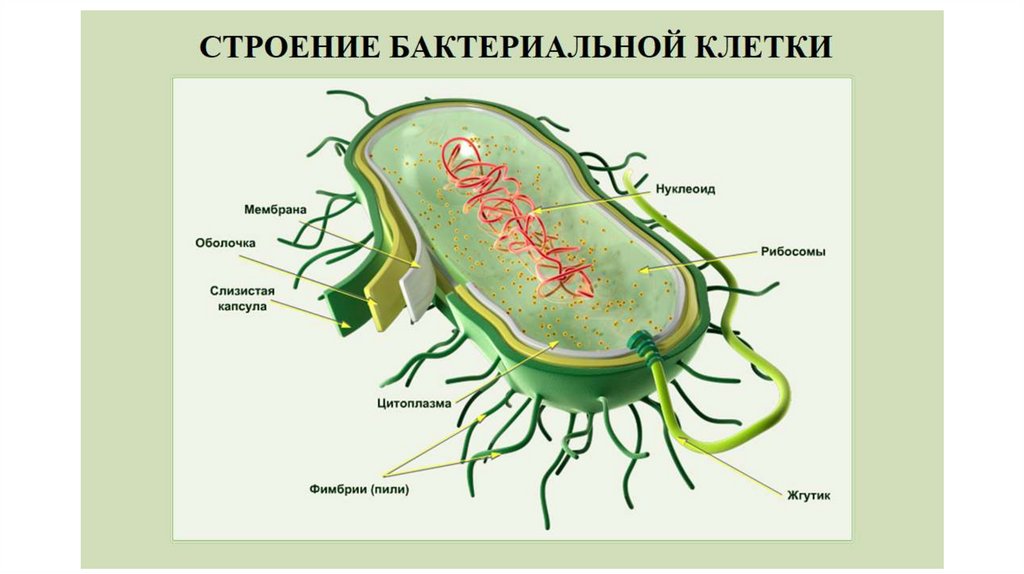 Бактерии прокариоты 5 класс. Строение клетки прокариот бактерии. Строение бактериальной клетки прокариот. Клетка прокариот схема. Строение бактерии прокариот.