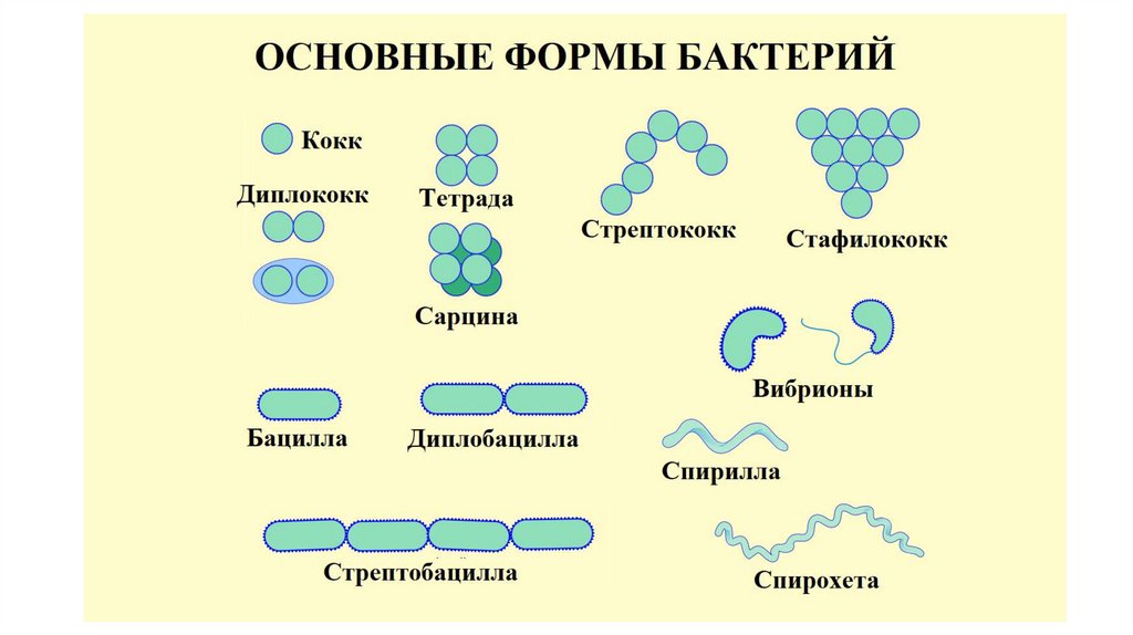 Химический состав клеток прокариот. Основные формы прокариот. Жизненный цикл прокариот. Прокариоты.