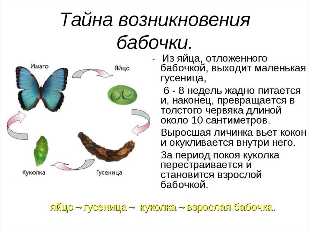 Процесс появления бабочки. Цикл развития бабочки схема. Процесс развития бабочки. Стадии развития бабочки. Этапы развития бабочки.