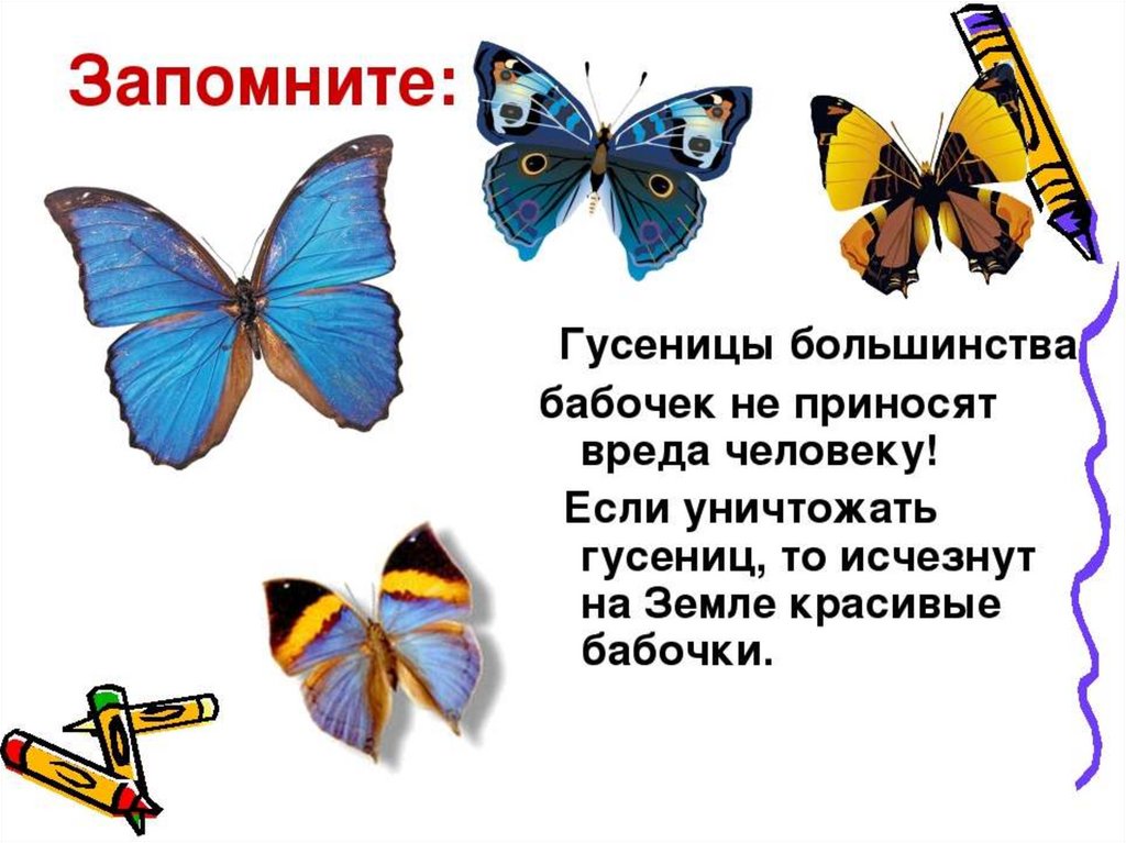 Бабочка какой вопрос. Красивые бабочки для презентации. Польза бабочек. Польза и вред бабочек. Полезные бабочки для человека.