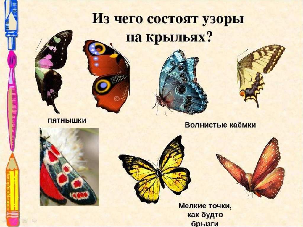 Рисование бабочка презентация