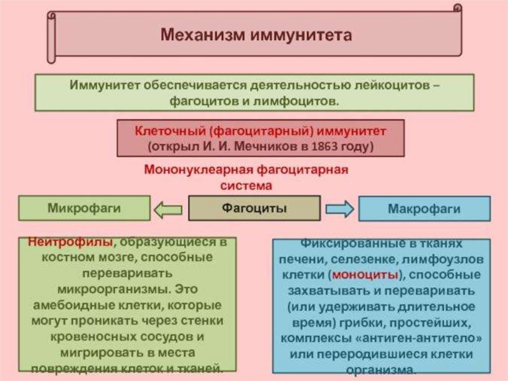 Механизмы иммунитета. Иммунитет обеспечивается деятельностью лейкоцитов. Механизмы иммунитета доклад. Фагоциты обеспечивают иммунитет какой. Какой вид лейкоцитов обеспечивает иммунитет.