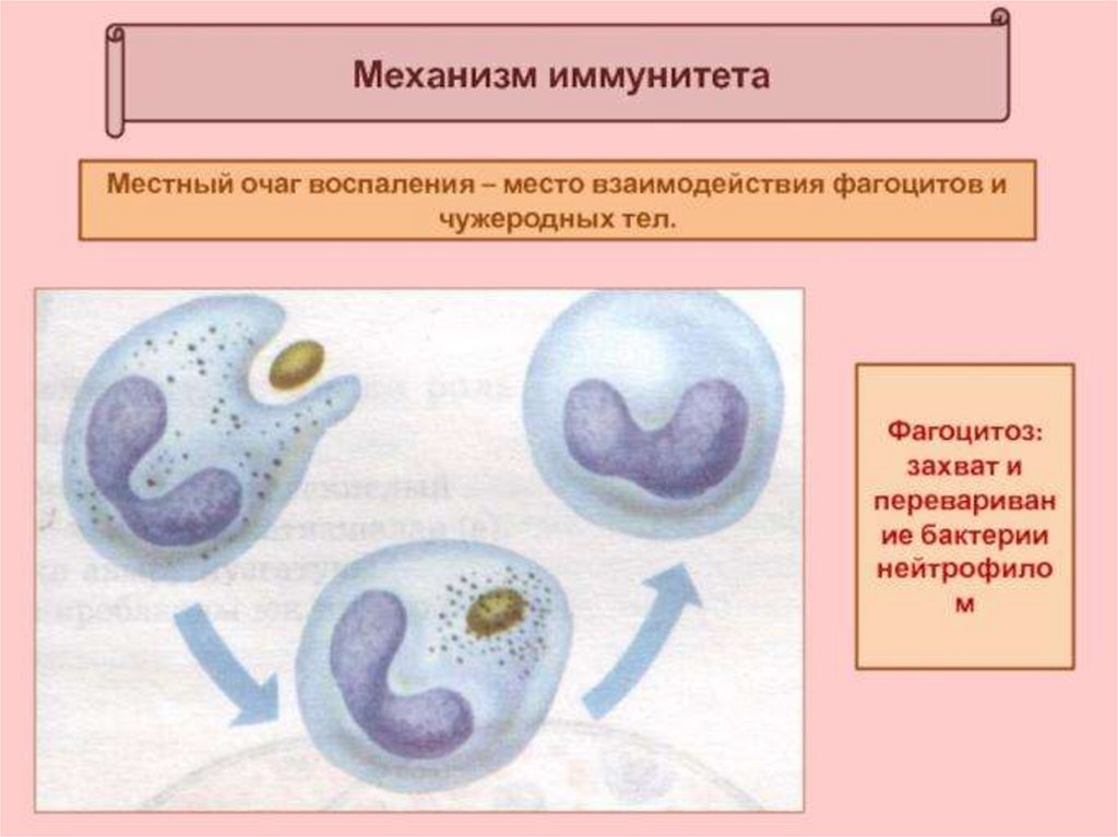 Фагоцитоз захват клеткой. Фагоцитоз. Фагоцитоз лейкоцитов. Фагоцитоз бактерий нейтрофилами. Фагоцитоз воспаление.